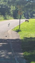 Found/Stray Unknown Dog last seen Eissler Rd, Evansville, IN 47711