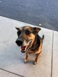 Reunited Male Dog last seen Sheridan and alameda, Denver, CO 80219