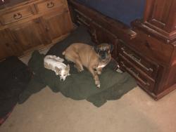Reunited Male Dog last seen 47th ave and Union hills, Glendale, AZ 85308