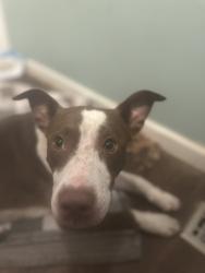 Reunited Male Dog last seen Leggett rd, Robeson County, NC 28369