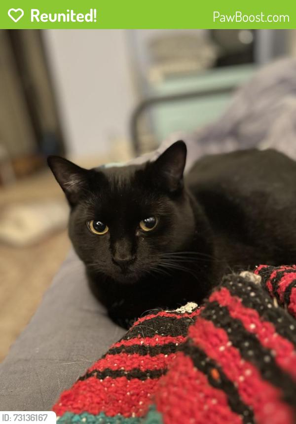 Reunited Female Cat last seen Near Clinton Street Theater, SE 26th Ave & SE Clinton, Portland, OR 97202