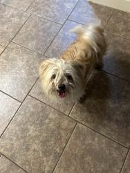 Found/Stray Unknown Dog last seen Ralph Sietsinger, El Paso, TX 79938