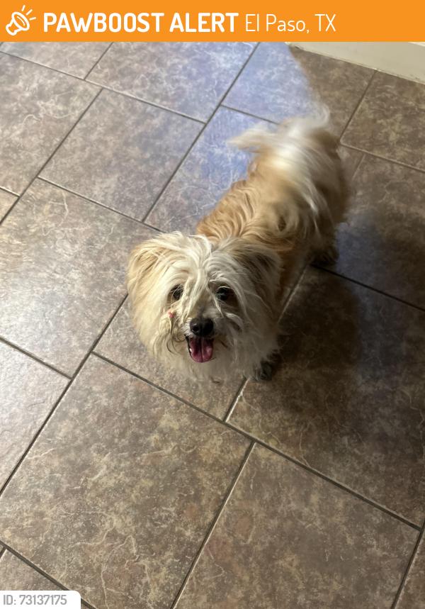 Found/Stray Unknown Dog last seen Ralph Sietsinger, El Paso, TX 79938