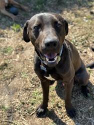 Reunited Male Dog last seen lake charlene, Pensacola, FL 32506