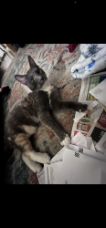 Lost Female Cat last seen Mcfadden & jackson st, Midway City, CA 92655