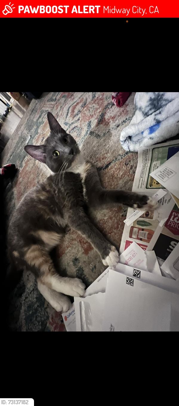 Lost Female Cat last seen Mcfadden & jackson st, Midway City, CA 92655