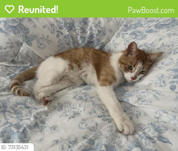 Reunited Male Cat last seen Greenfield and Wiltshire, Berkley, MI 48072