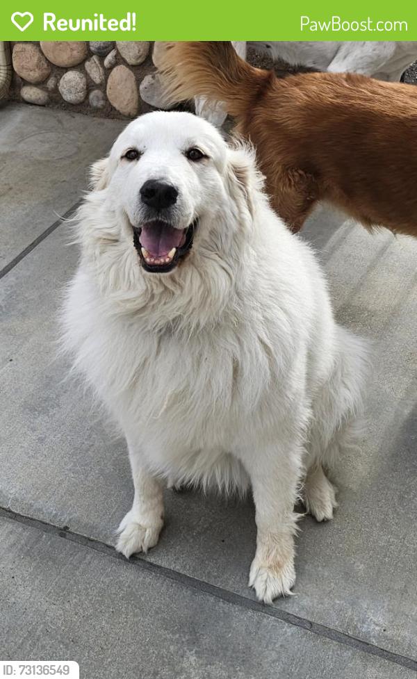 Reunited Female Dog last seen California avenue near devonshire, Hemet, CA 92545