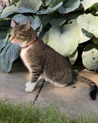 Reunited Male Cat last seen Near Bryant Ave S Minneapolis, Minneapolis, MN 55419