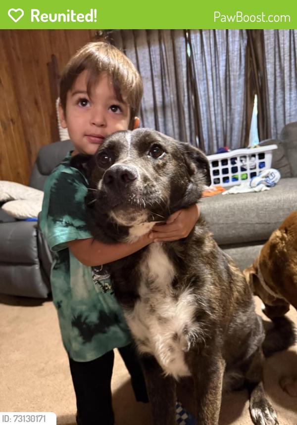 Reunited Male Dog last seen Indiana, Lubbock, TX 79413