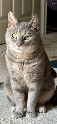 Lost Male Cat last seen Nort Oxford V, Arlington, VA 22203
