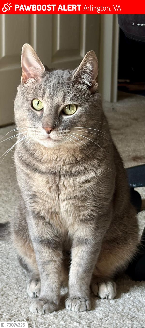 Lost Male Cat last seen Nort Oxford V, Arlington, VA 22203