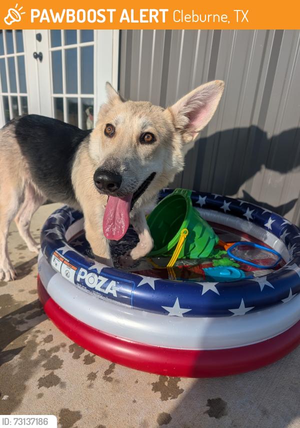 Found/Stray Male Dog last seen County road 1205, Cleburne, TX 76031