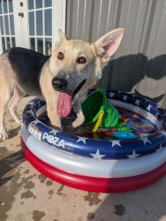 Found/Stray Male Dog last seen County road 1205, Cleburne, TX 76031