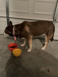 Reunited Female Dog last seen Tuscany Hills Ln, Spring, TX 77373