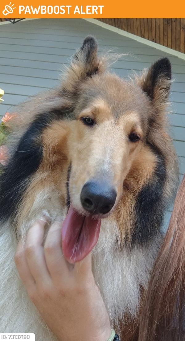 Found/Stray Unknown Dog last seen General Kershaw, General Kershaw Dr, TN 37138
