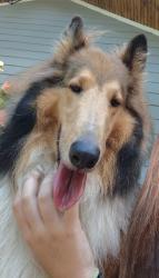 Found/Stray Unknown Dog last seen General Kershaw, General Kershaw Dr, TN 37138