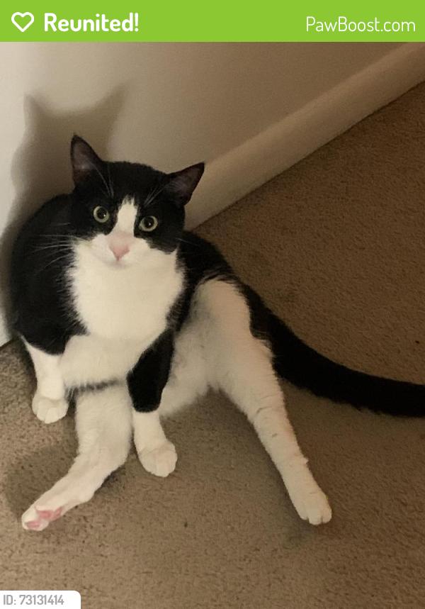 Reunited Male Cat last seen Near Camelot arms York pa, York, PA 17406