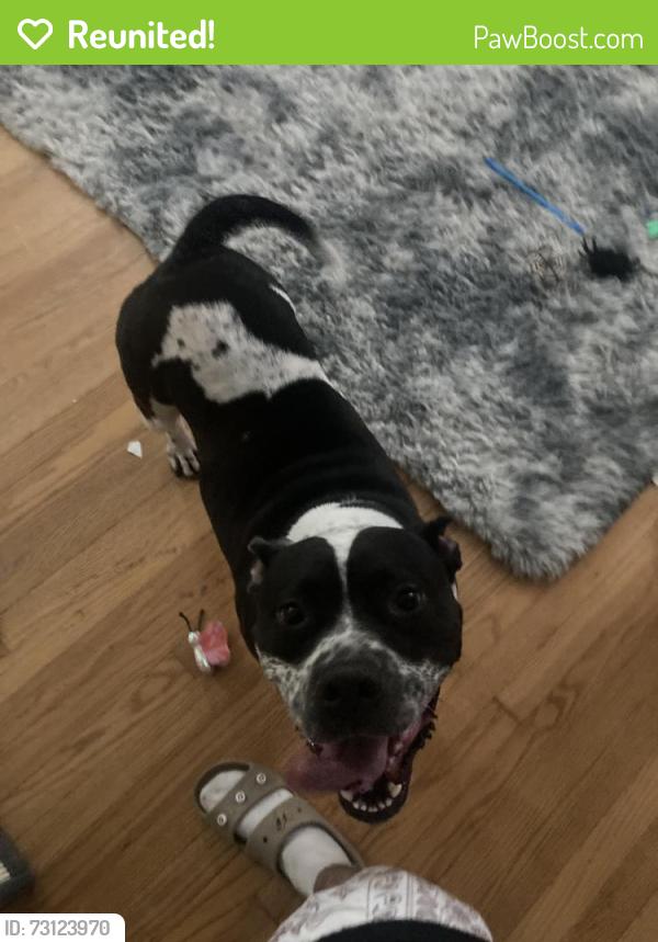 Reunited Female Dog last seen NW 12th Street & Villa Ave, Oklahoma City, OK 73107