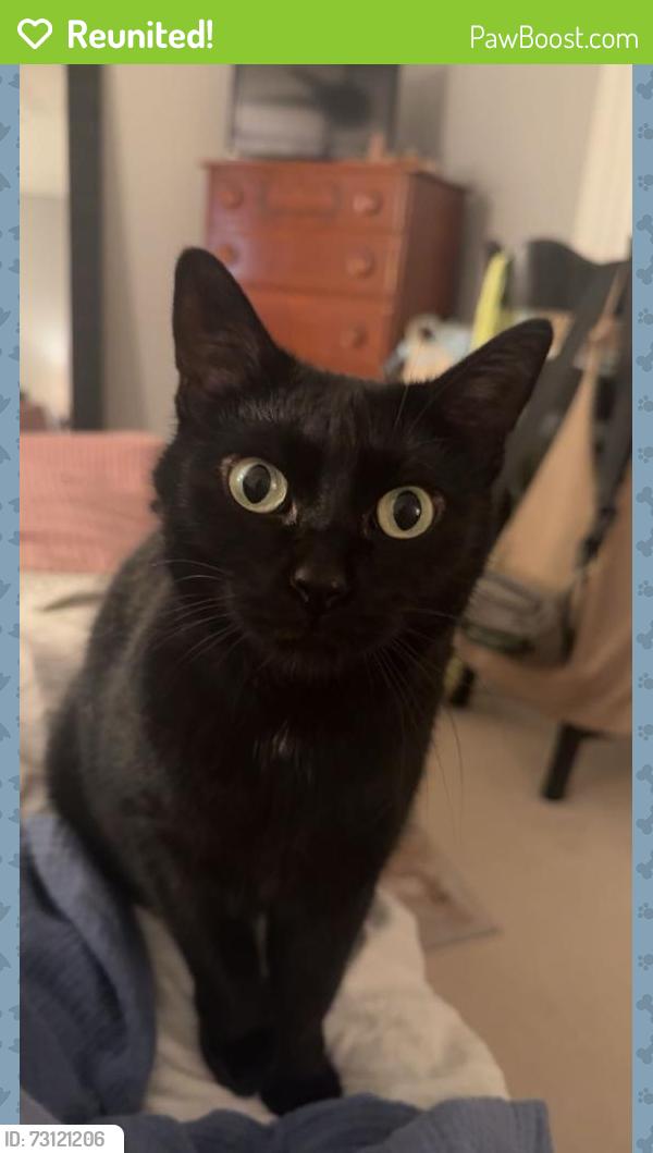 Reunited Female Cat last seen 143rd & Concord Dr, Orland Park, IL 60462
