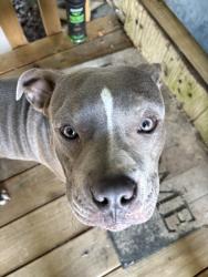 Reunited Male Dog last seen i20 & 69 Whataburger, Lindale, TX 75706