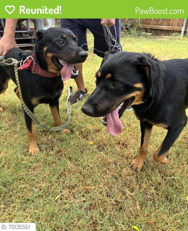 Reunited Male Dog last seen Black Willow and Bratcher, Arlington, TX 76002