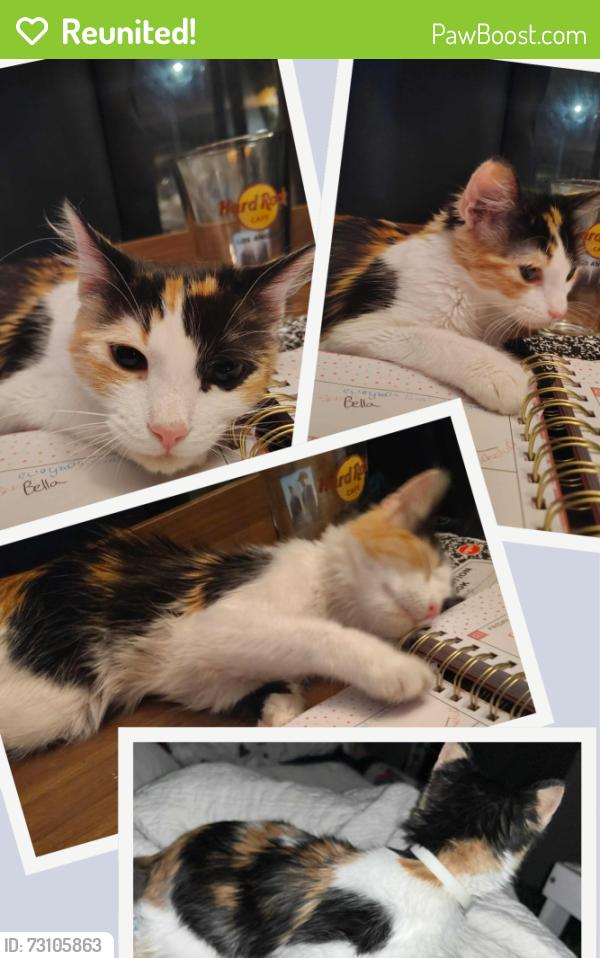 Reunited Female Cat last seen Tornell and Olive, Turlock, CA 95382