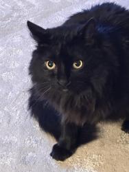 Lost Male Cat last seen Lakeside lane, North Barrington, North Barrington, IL 60010