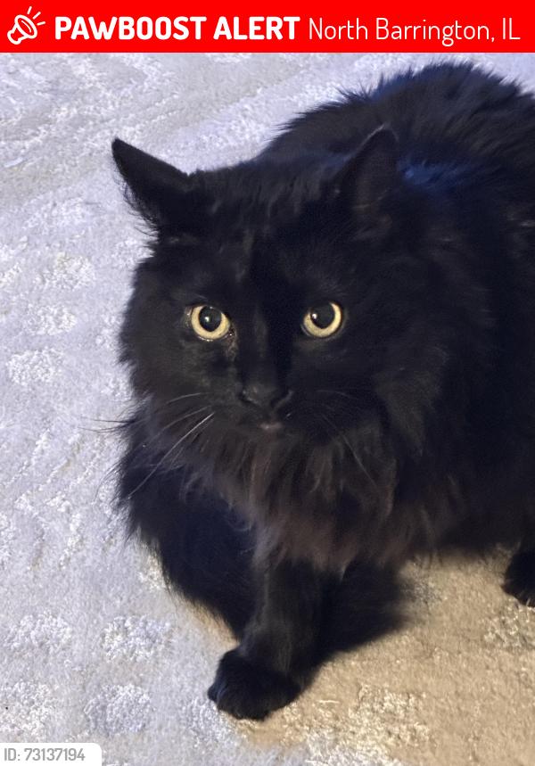 Lost Male Cat last seen Lakeside lane, North Barrington, North Barrington, IL 60010