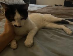 Reunited Male Cat last seen in the apmt complex, Tempe, AZ 85283