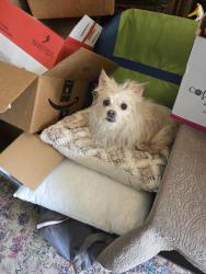 Reunited Male Dog last seen Azure and Cason Lane, Murfreesboro, TN 37128