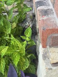 Found/Stray Unknown Cat last seen Hawthorn Park est, Fort Wayne, IN 46845