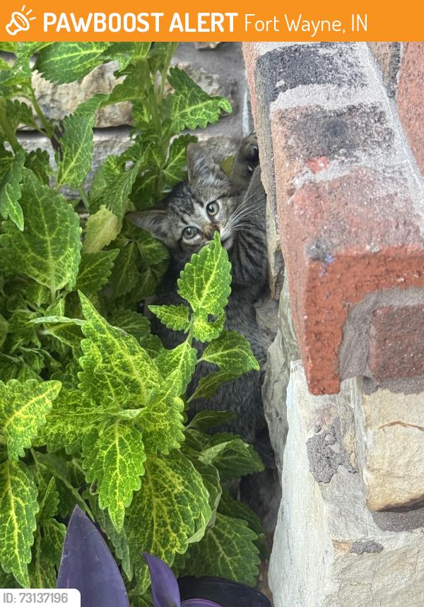 Found/Stray Unknown Cat last seen Hawthorn Park est, Fort Wayne, IN 46845