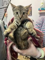 Shelter Stray Female Cat last seen Bexar County, 3353 Morningside Dr, New Braunfels, TX 78132, USA