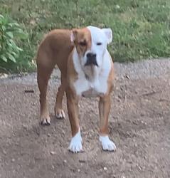 Reunited Male Dog last seen Englewood area 18th and Hardy ave, Independence, MO 64052