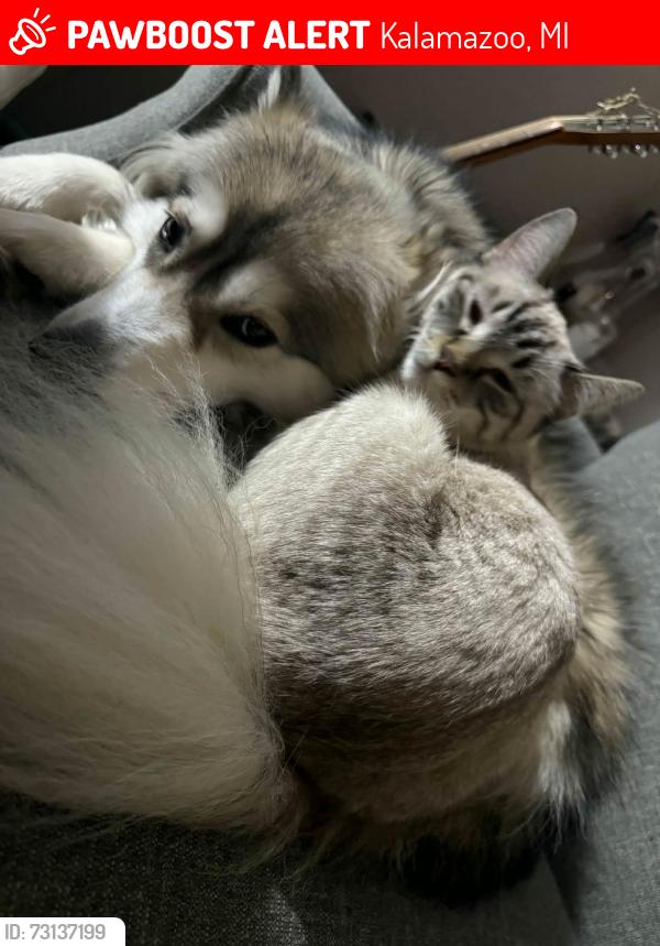 Lost Female Cat last seen Pasadena , Cambridge, Kalamazoo, MI 49001
