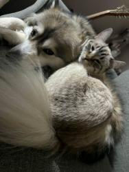 Lost Female Cat last seen Pasadena , Cambridge, Kalamazoo, MI 49001