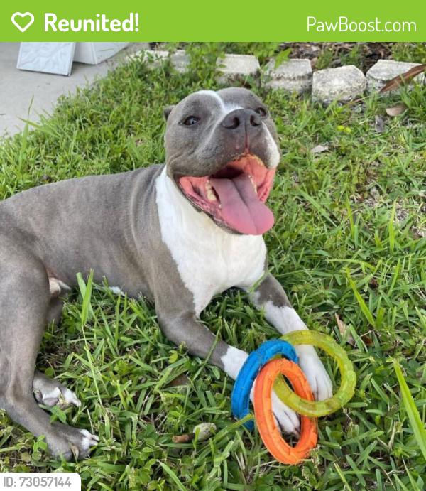Reunited Male Dog last seen Near columbia, Tampa, FL 33606
