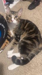Lost Male Cat last seen Shell gas stationj, Houston, TX 77076