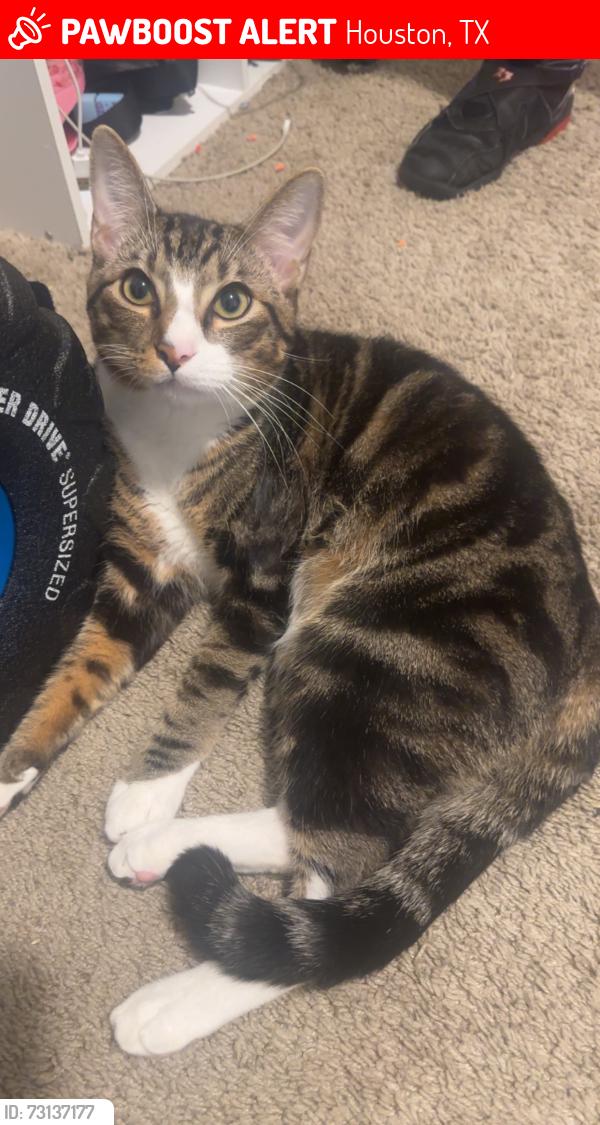 Lost Male Cat last seen Shell gas stationj, Houston, TX 77076