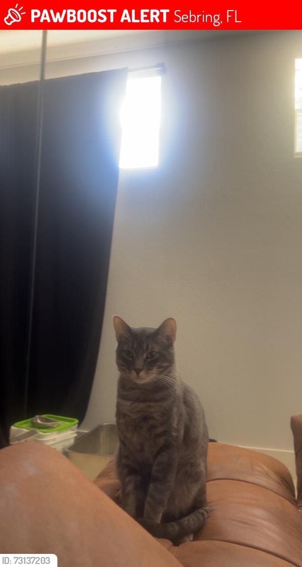 Lost Female Cat last seen s commerce sebring, Sebring, FL 33870