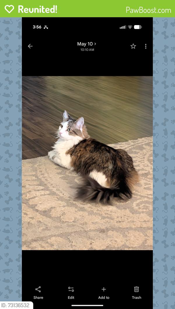 Reunited Male Cat last seen Fida place, evans, lake Perris,, Perris, CA 92571