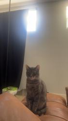 Lost Female Cat last seen s commerce sebring, Sebring, FL 33870