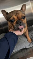 Found/Stray Female Dog last seen green springs rd, Columbia, SC 29223