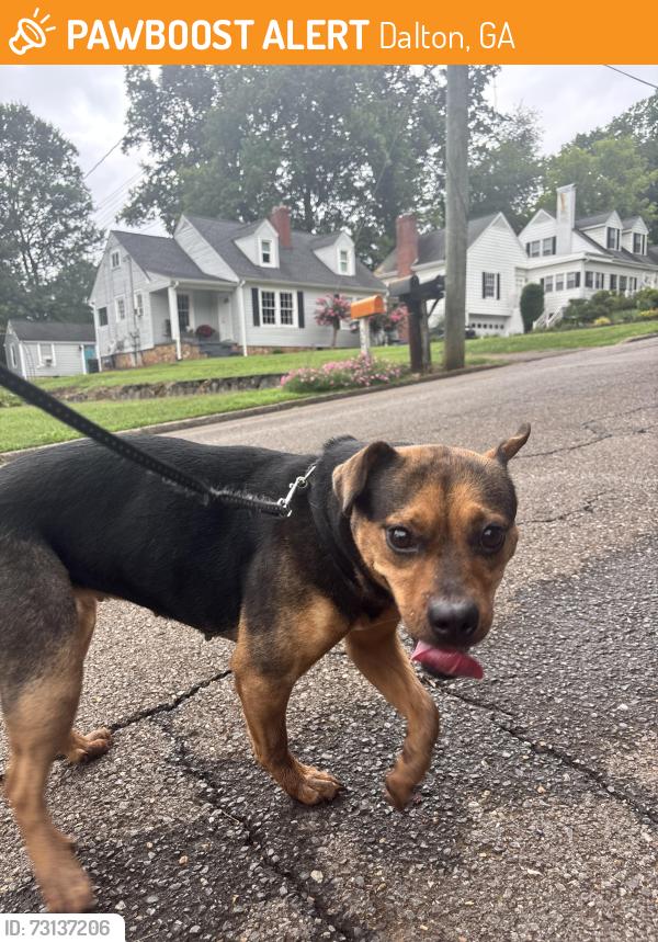 Found/Stray Female Dog last seen Murray Hill Dr, Dalton, GA 30720