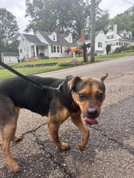 Found/Stray Female Dog last seen Murray Hill Dr, Dalton, GA 30720