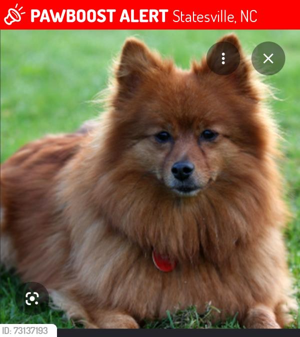 Lost Unknown Dog last seen Mock milk rd and sharon school, Statesville, NC 28677