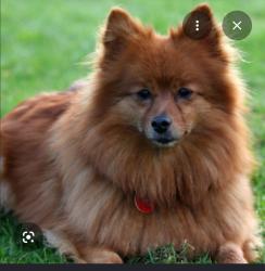 Lost Unknown Dog last seen Mock milk rd and sharon school, Statesville, NC 28677