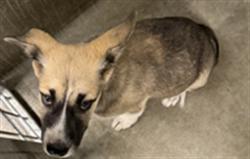 Shelter Stray Male Dog last seen , 11361 W Pico Blvd, Los Angeles, CA 90064, USA
