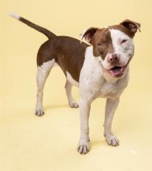 Shelter Stray Male Dog last seen PAYNE AND W 12TH, 2020 Forest St, Jacksonville, FL 32204, USA